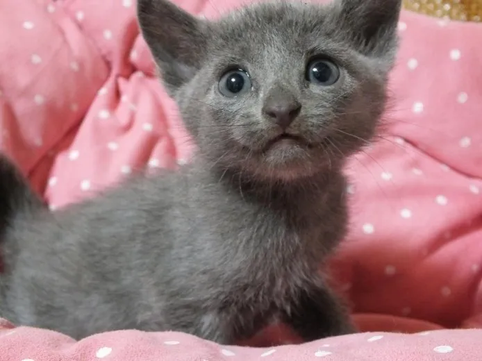 ID：1310-00299の子猫
