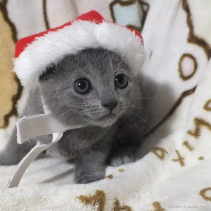 ID:2411-02041の子猫