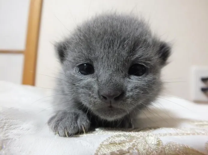 ID:1403-00352の子猫