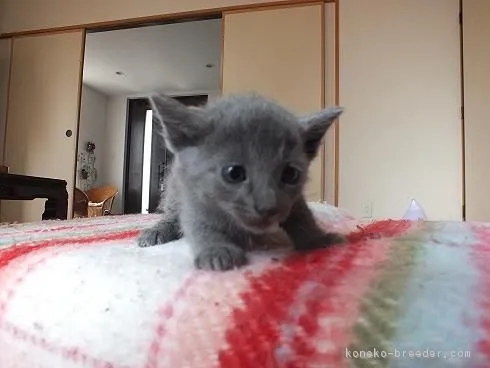 ID：1604-00133の子猫