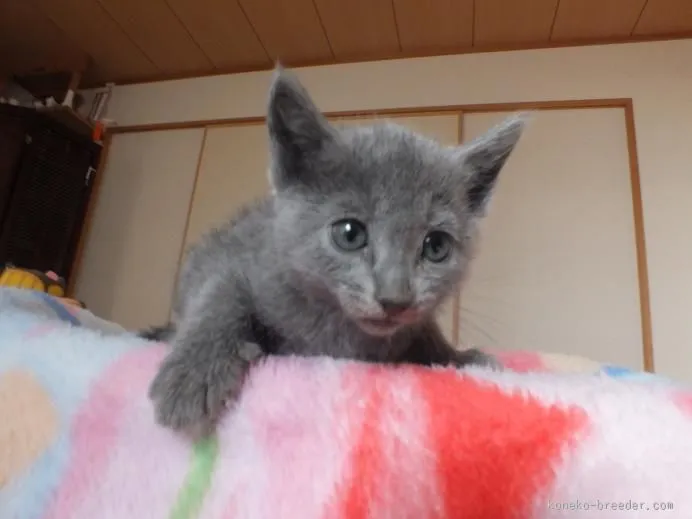 ID:1512-00356の子猫