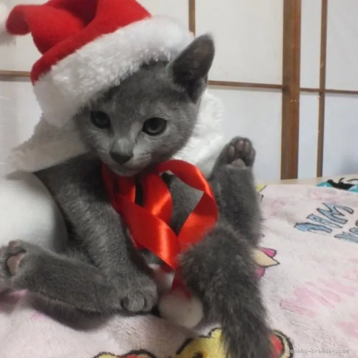 ID:2310-02080の子猫