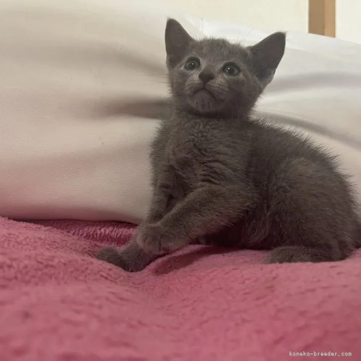 ID：2306-03401の子猫