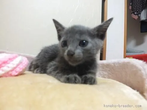 ID：1509-00073の子猫