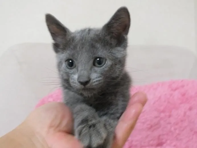 ID：1310-00103の子猫