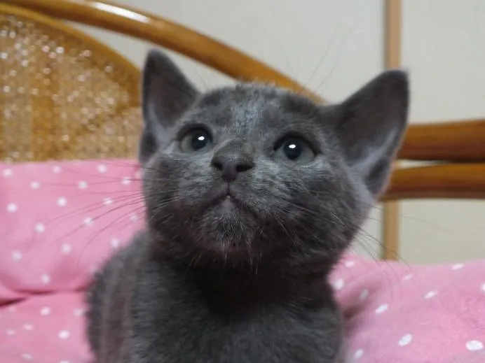 ID：1403-00350の子猫