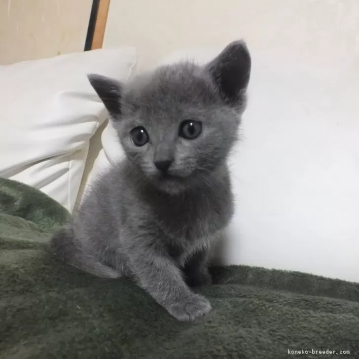 ID：2403-00263の子猫