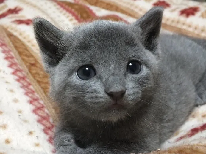 ID:1505-00185の子猫