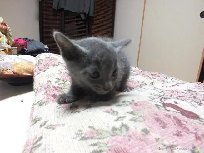 ID：1604-00632の子猫