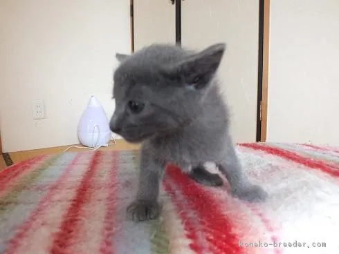 ID:1604-00599の子猫