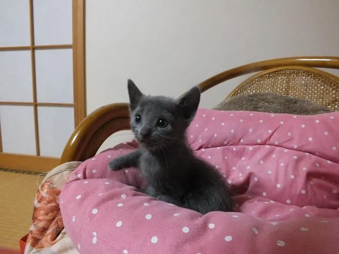 ID:1310-00300の子猫