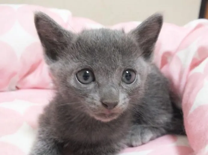 ID:1409-00010の子猫