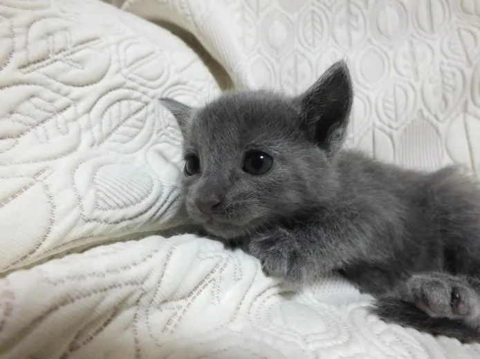 ID:1309-00013の子猫