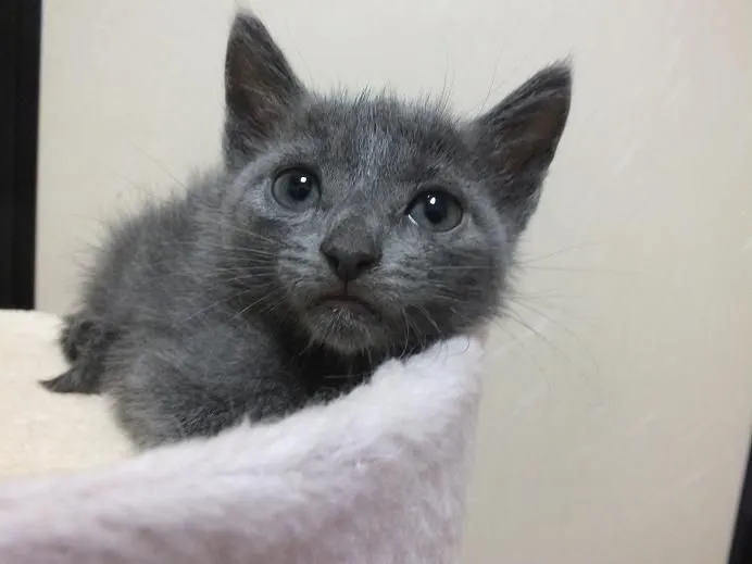 ID：1506-00423の子猫