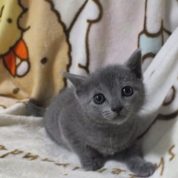 ロシアンブルー【静岡県・男の子・2024年10月6日・ブルー（ダブルコートで抜けにくい）】の写真「とても人懐っこい色白の男の子です。かわいい子」