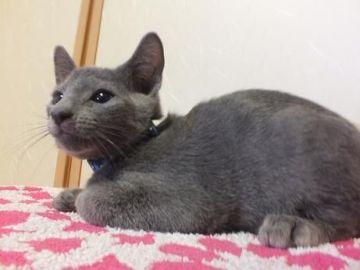 ロシアンブルー【静岡県・男の子・2018年8月4日・ブルー（短毛種、ダブルコートで毛抜少）】の写真「とってもかわいいハンサムボーイ」