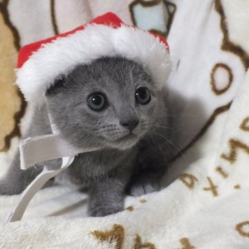 ロシアンブルー【静岡県・女の子・2024年10月6日・ブルー（ダブルコートで抜けにくい）】の写真「とても人懐っこい色白の女の子です。かわいい子」