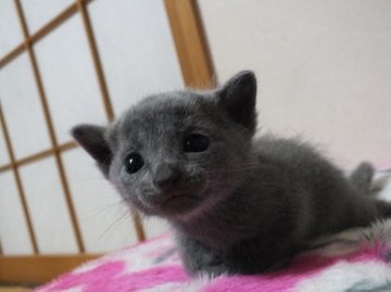 ロシアンブルー【静岡県・女の子・2014年2月22日・ブルー（短毛）】の写真「とってもかわいい女の子」