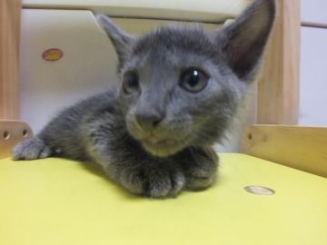 ロシアンブルー【静岡県・男の子・2016年8月23日・ブルー（短毛種、ダブルコートで毛抜少）】の写真「とってもかわいいお目目パッチリハンサムボーイ」