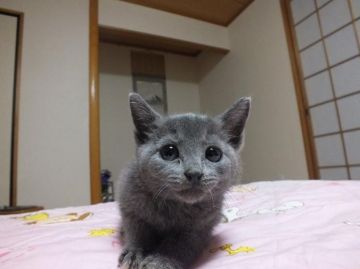 ロシアンブルー【静岡県・男の子・2015年1月27日・ブルー（短毛種、ダブルコートで毛抜少）】の写真「とっても甘えん坊でお目目パッチリの男の子」