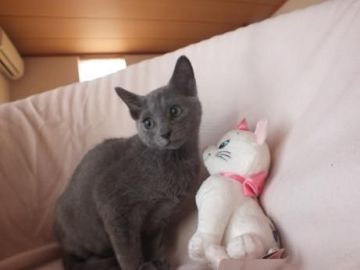 ロシアンブルー【静岡県・男の子・2017年9月2日・ブルー（短毛種、ダブルコートで毛抜少）】の写真「なんともかわいいお目目パッチリハンサムボーイ」