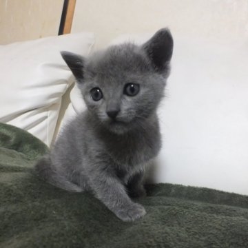 ロシアンブルー【静岡県・男の子・2024年1月27日・ブルー（ダブルコートで抜けにくい）】の写真「とても人懐っこい男の子です。かわいい子」