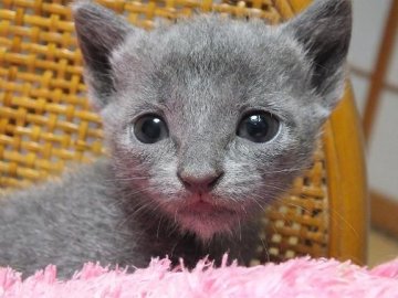 ロシアンブルー【静岡県・女の子・2013年9月6日・ブルー（短毛）】の写真「お目目が大きくて丸顔の女の子」