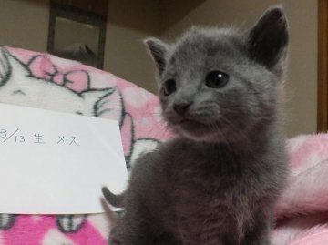 ロシアンブルー【静岡県・女の子・2014年3月13日・ブルー（短毛）】の写真「とってもかわいいふわふわの女 の子」
