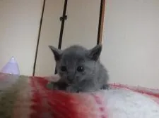 ロシアンブルー【静岡県・女の子・2016年3月3日・ブルー】の写真1「おすましした顔がかわいいです」