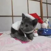 ロシアンブルー【静岡県・女の子・2023年9月18日・ブルー】の写真1