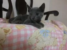 ロシアンブルー【静岡県・男の子・2016年7月1日・ブルー】の写真1「目目パッチリハンサムボーイ」