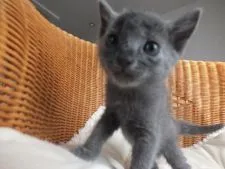 ロシアンブルー【静岡県・女の子・2016年5月1日・ブルー】の写真1