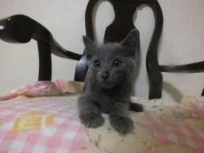 ロシアンブルー【静岡県・男の子・2016年7月1日・ブルー】の写真2