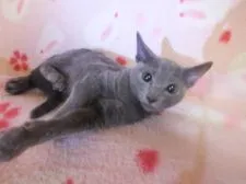 ロシアンブルー【静岡県・男の子・2018年8月4日・ブルー】の写真2「１１月１１日撮影しました」