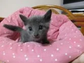 ロシアンブルー【静岡県・男の子・2013年9月14日・ブルー】の写真2「本当にかわいい子です」