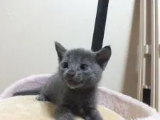 ロシアンブルー【静岡県・男の子・2015年7月5日・ブルー】の写真2「生35日ごろの画像」