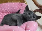 ロシアンブルー【静岡県・女の子・2014年3月15日・ブルー】の写真2「5月18日撮影　お元気に成長しております」