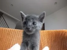 ロシアンブルー【静岡県・女の子・2016年5月1日・ブルー】の写真2