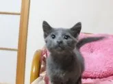 ロシアンブルー【静岡県・男の子・2013年8月25日・ブルー】の写真2