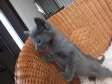 ロシアンブルー【静岡県・男の子・2016年5月1日・ブルー】の写真3