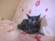 ロシアンブルー【静岡県・男の子・2018年8月4日・ブルー】の写真3「１１月１１日撮影しました.」