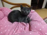 ロシアンブルー【静岡県・女の子・2014年3月15日・ブルー】の写真3「5月18日撮影　可愛いでしょ」