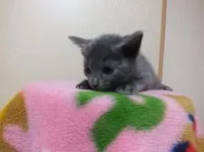 ロシアンブルー【静岡県・男の子・2016年2月2日・ブルー】の写真4