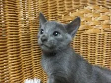 ロシアンブルー【静岡県・男の子・2015年7月5日・ブルー】の写真4「9月7日撮影しました。とてもハンサムな賢い子です。」