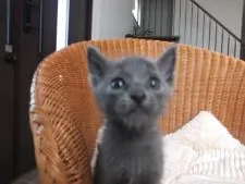 ロシアンブルー【静岡県・男の子・2016年5月1日・ブルー】の写真4