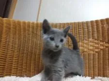 ロシアンブルー【静岡県・女の子・2016年3月5日・ブルー】の写真4