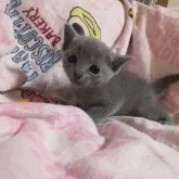 ロシアンブルー【静岡県・女の子・2023年9月18日・ブルー】の写真5「かわいらしいお目目真ん丸の子です。11月2日撮影大きく元気に育ってます。」