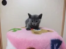 ロシアンブルー【静岡県・男の子・2016年2月2日・ブルー】の写真5