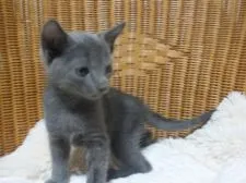 ロシアンブルー【静岡県・男の子・2015年7月5日・ブルー】の写真5「9月7日撮影しました。トイレもばっちりです。」