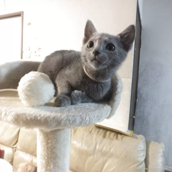 ID：2511-02096の子猫